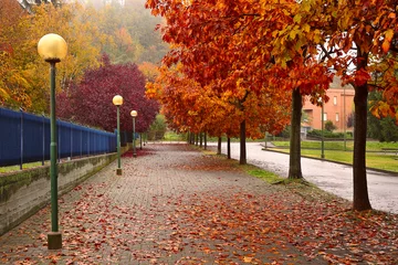 Rollo Herbst Autumnal trees along sidewalk in Alba, Italy.