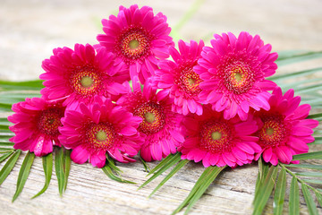 Gerbera Strauß