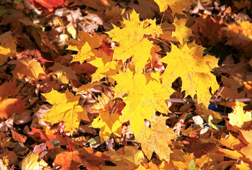 Autumn leaves