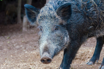 wild boar in the hunting ground