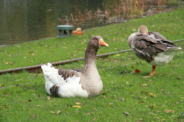 Gänse