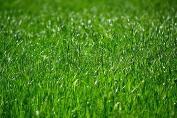 grass deep texture