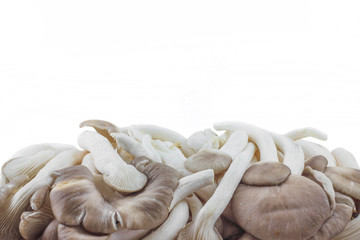 fresh mushrooms from the quality garden