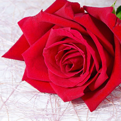 red rose isolated