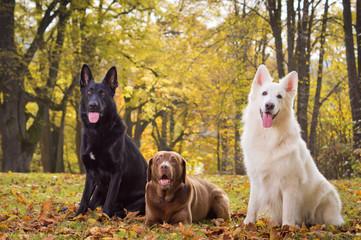 Hundetrio artig im Park