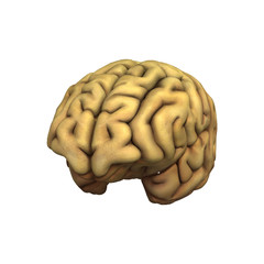 Brain