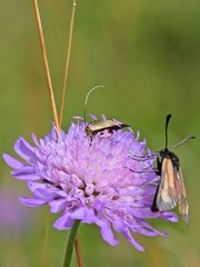 Langhornmotte (Nemophora metallica) bei der Eiablage 