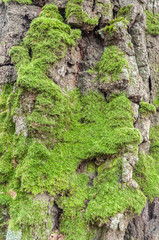 Texture moss on a tree