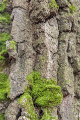 Texture moss on a tree