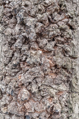 rough tree bark