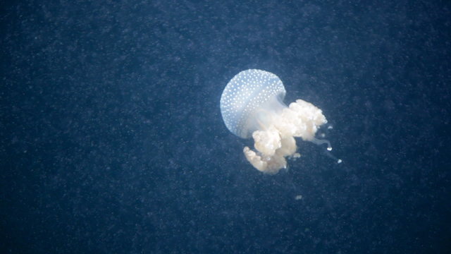 Breathing jellyfish moving under water