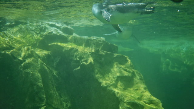 Several pinguins under water