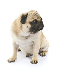 Obraz premium Close-up of Pug