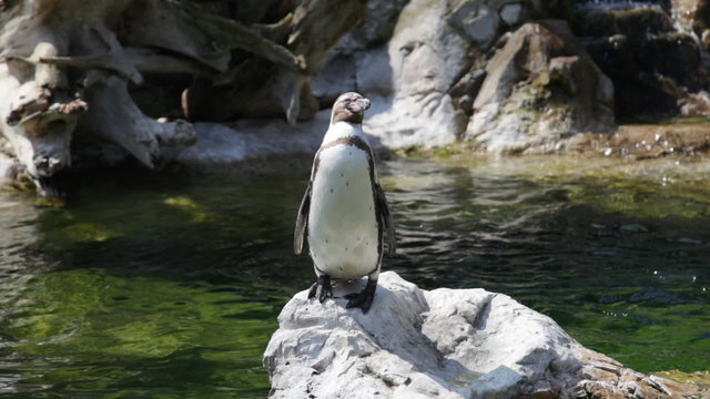 Happy penguin staying on rock