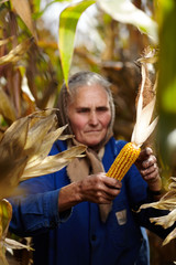 Old female farmer at corn harvest