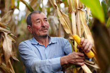 Farmer at corn harvest