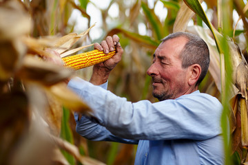 Obraz premium Farmer at corn harvest