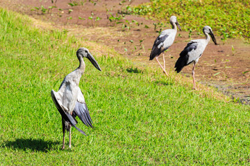 Fototapeta premium Open-billed stork