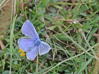 Hauhechelbläuling (Polyommatus icarus)