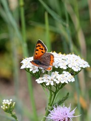 Kleiner Feuerfalter (Lycaena phlaeas) auf Schafgarbe