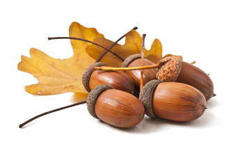 Acorns on a white background © Taddeus