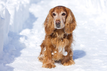 Cocker Spaniel in winter