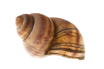 Seashell isolated