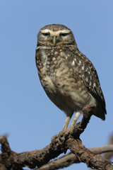 Obraz premium Burrowing owl, Speotyto cunicularia