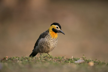 Campo flicker, Colaptes campestris
