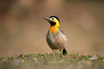 Campo flicker, Colaptes campestris