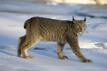 Naklejka premium Ryś kanadyjski, Lynx canadensis