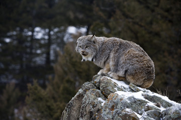 Fototapeta premium Canadian lynx, Lynx canadensis