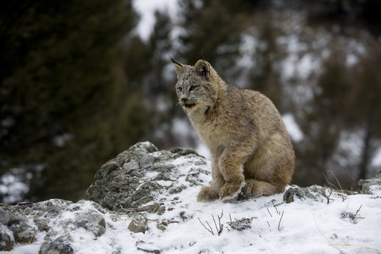 Canadian Lynx, Lynx Canadensis