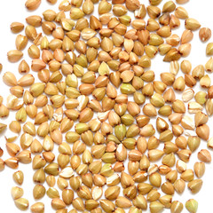 green buckwheat background