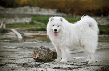 Samoyed in the  old town