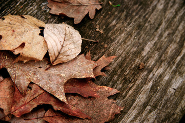 autumn leaves on a board