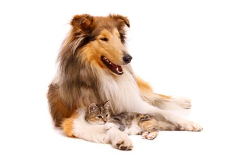 Hund und Katze liegend