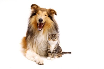 Collie Hund und Katzenbaby sitzend