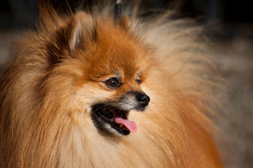 Obraz premium Orange Pom