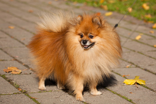 62 Best Spitz Nain Images Stock Photos Vectors Adobe Stock