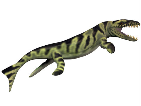 Dakosaurus Profile