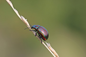 Regenbogen-Blattkäfer (Chrysolina cerealis) auf Grashalm © Schmutzler-Schaub