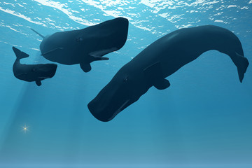 Fototapeta premium Sperm Whale Encounter