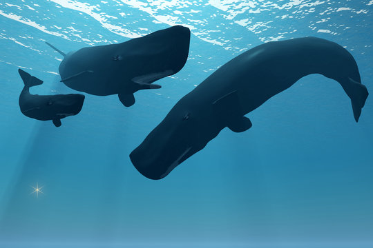 Sperm Whale Encounter