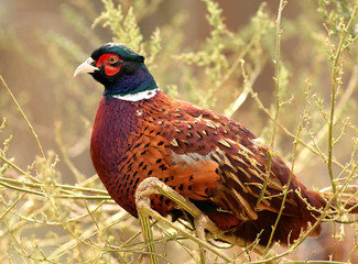 Portrait of colorful male pheasant