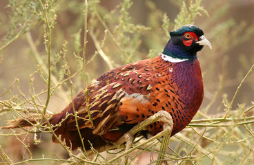 Portrait of colorful male pheasant