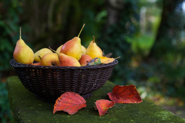 Ein Korb voller Birnen im Herbst