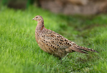 Portrait of feamle pheasant standing on grass