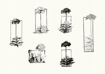 Flower Silhouettes (Ink)