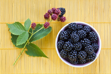 sprig of blackberry